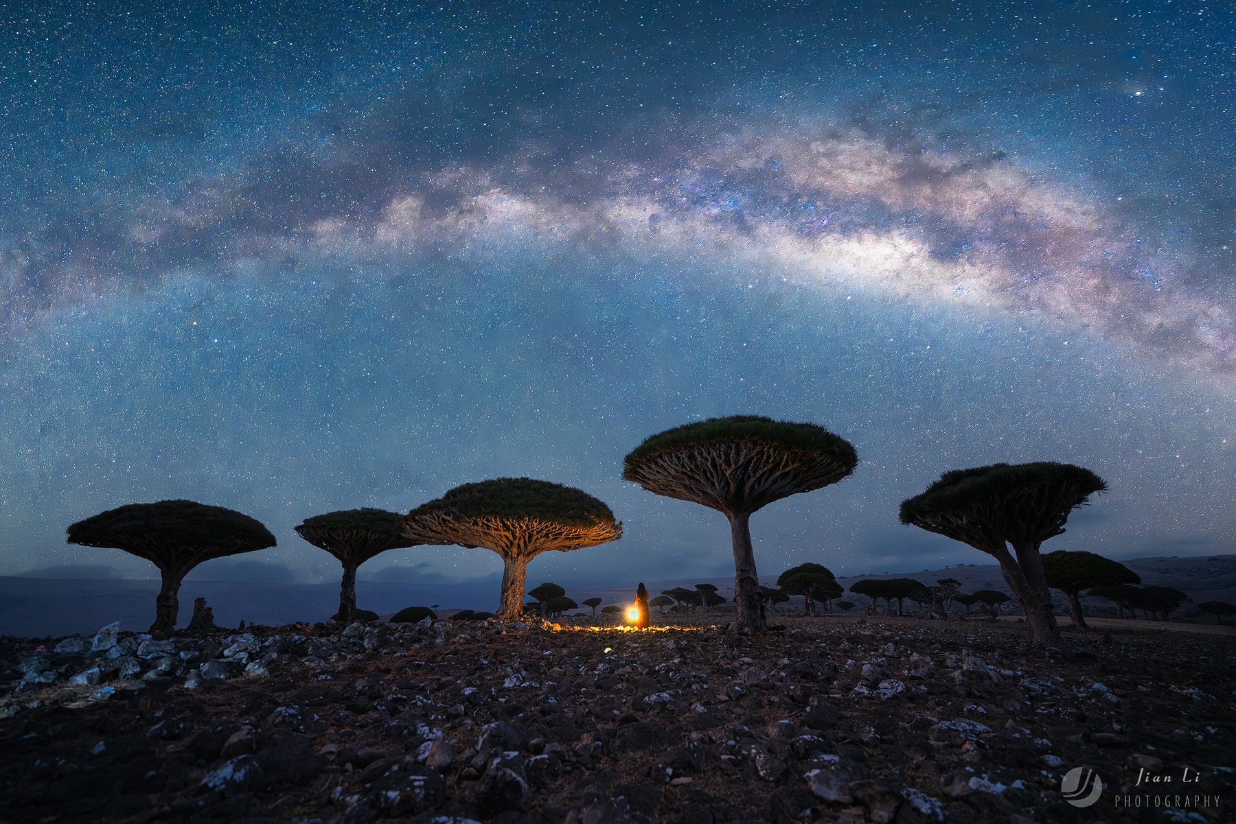 迪克萨姆高原的龙血树 / Dragon's blood trees, Dixam plateau