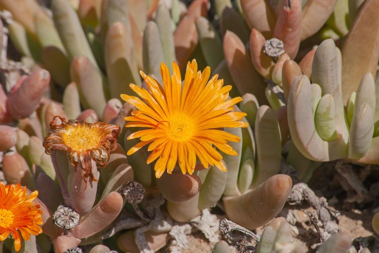 花海与红沙 / The Flower Sea & The Red Desert