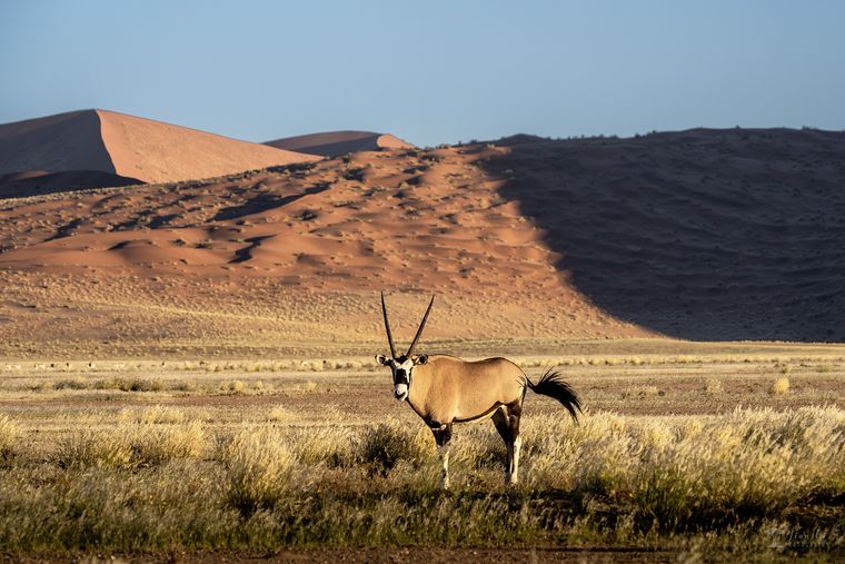 花海与红沙 / The Flower Sea & The Red Desert